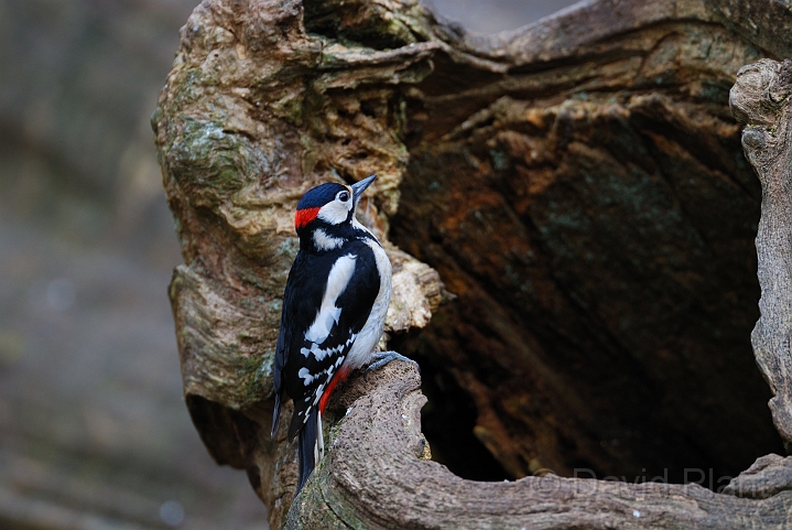 Great spotted woodpecker - C.jpg - Great spotted woodpecker - Forest of Dean